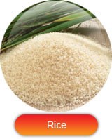 xuất khẩu lúa gạo